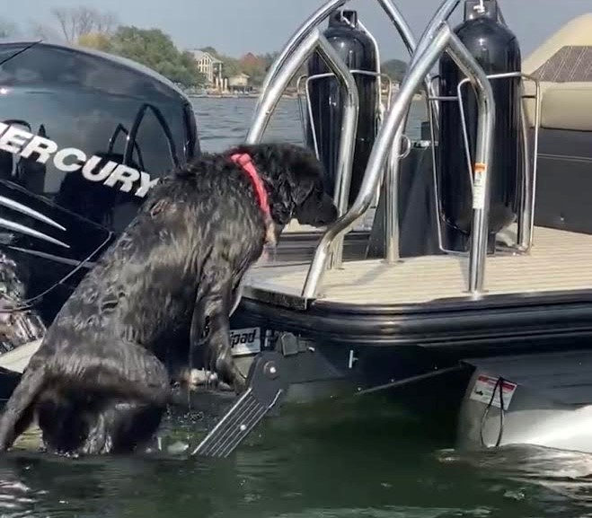 Pontoon boat accessories for dogs hotsell